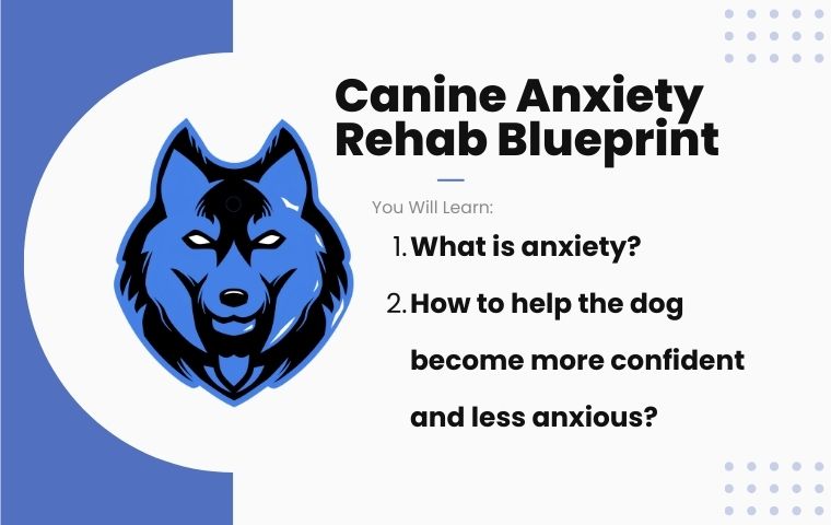 Canine Anxiety Rehab Blueprint