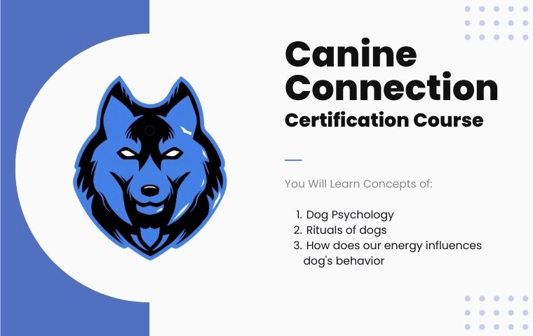 Canine Connection