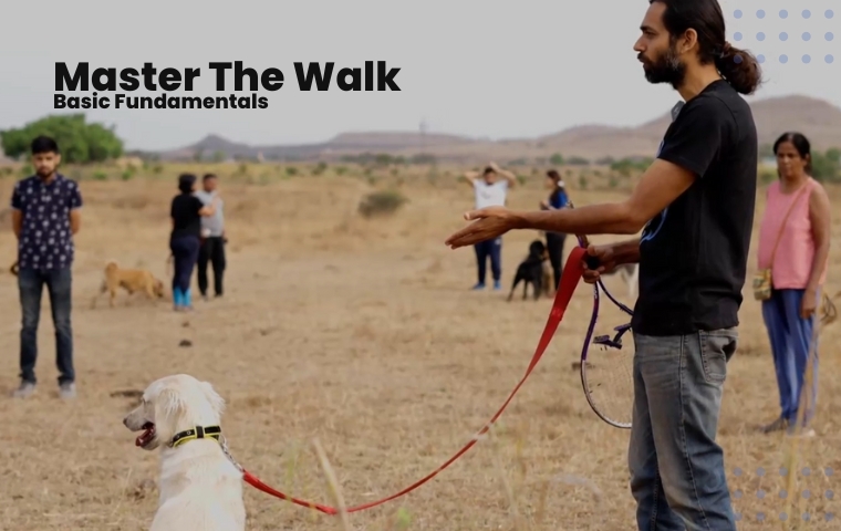 Master The Walk – Basic Fundamentals